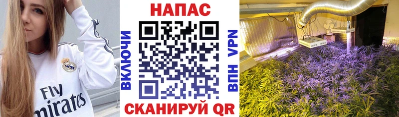 Каннабис план  где продают наркотики  Городовиковск 